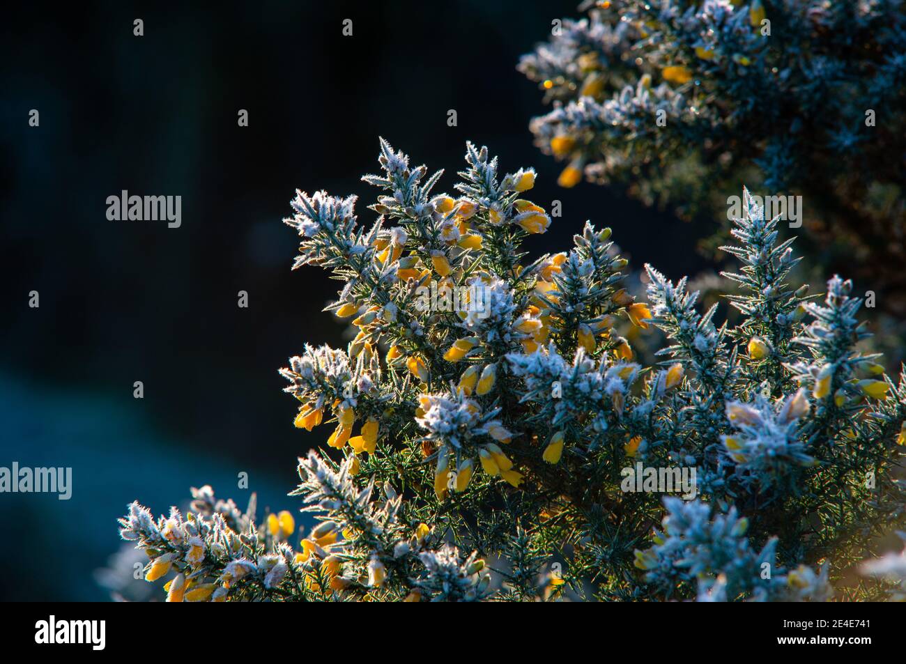 Die gelben Blüten des Gemeinen Gorse (Ulex europaeus) An einem Januarmorgen in Nordengland mit einem harten Frost auf dieser winterharten Pflanze Stockfoto