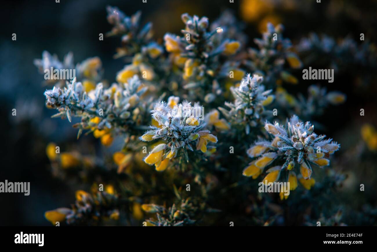 Die gelben Blüten des Gemeinen Gorse (Ulex europaeus) An einem Januarmorgen in Nordengland mit einem harten Frost auf dieser winterharten Pflanze Stockfoto