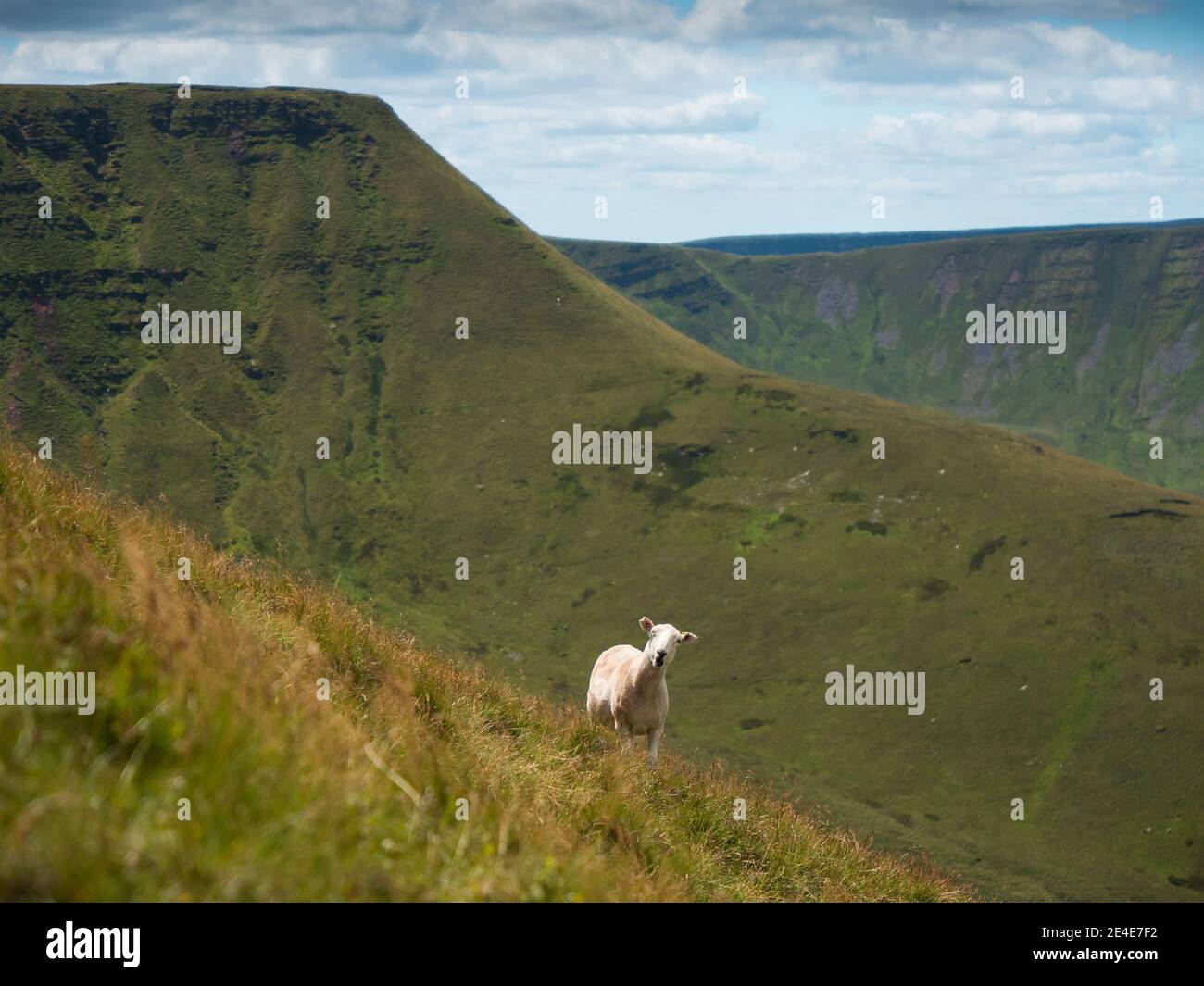 Schafe auf einem Hügel in wales Stockfoto