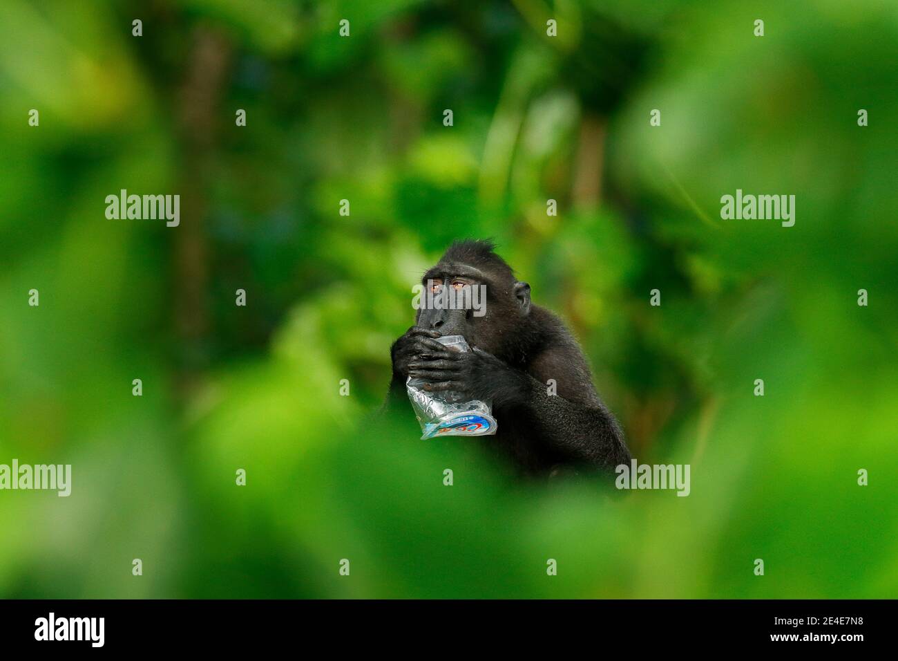 Affe im dunklen Wald. Celebes Crested Macaque, sitzen in der Natur Lebensraum, Tierwelt aus Asien, Natur von Tangkoko Sulawesi, Indonesien. Seltenes Tier Stockfoto