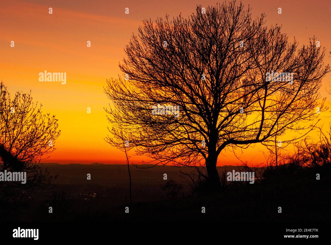 Silhouette eines Baumes ohne Blätter bei Sonnenuntergang mit orangefarbenem Himmel Stockfoto