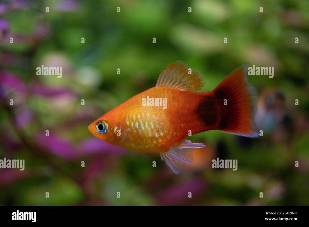 Platy Fische (Xiphophorus maculatus) schwimmen im Süßwasseraquarium Stockfoto