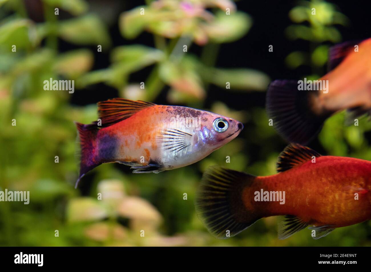 Platy Fische (Xiphophorus maculatus) schwimmen im Süßwasseraquarium Stockfoto