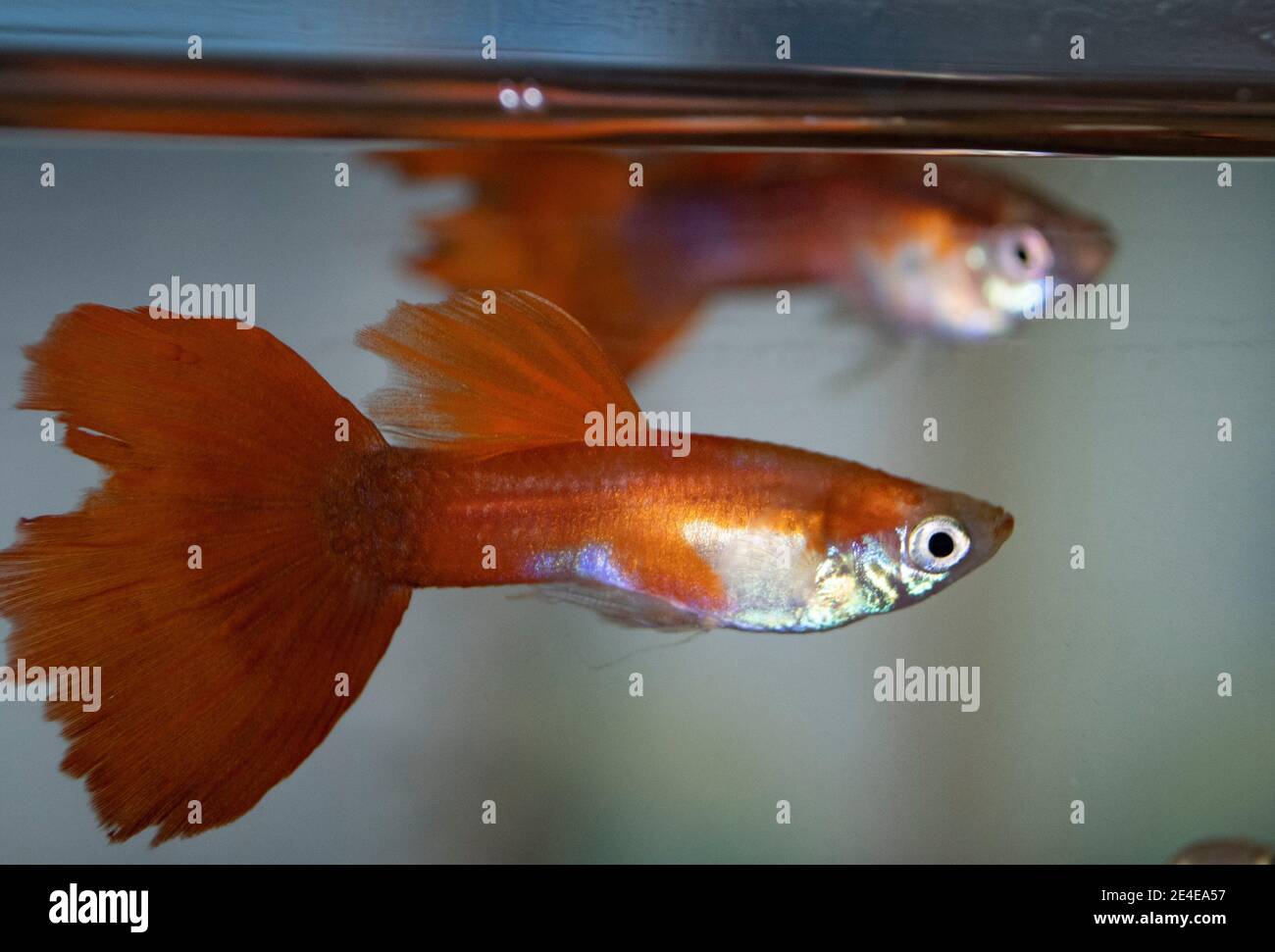 Guppy Fische im Süßwasseraquarium Stockfoto