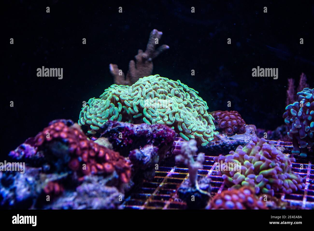 Euphyllia Hammer Koralle im Meerwasseraquarium Stockfoto