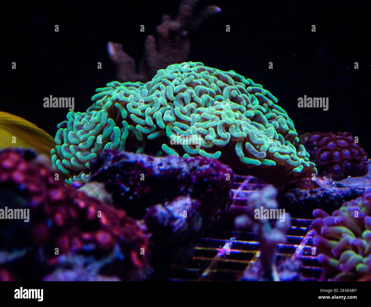 Euphyllia Hammer Koralle im Meerwasseraquarium Stockfoto