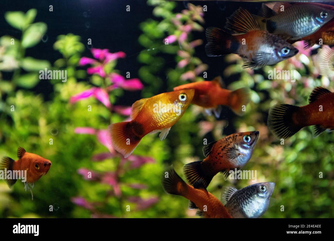 Platy Fische (Xiphophorus maculatus) schwimmen im Süßwasseraquarium Stockfoto