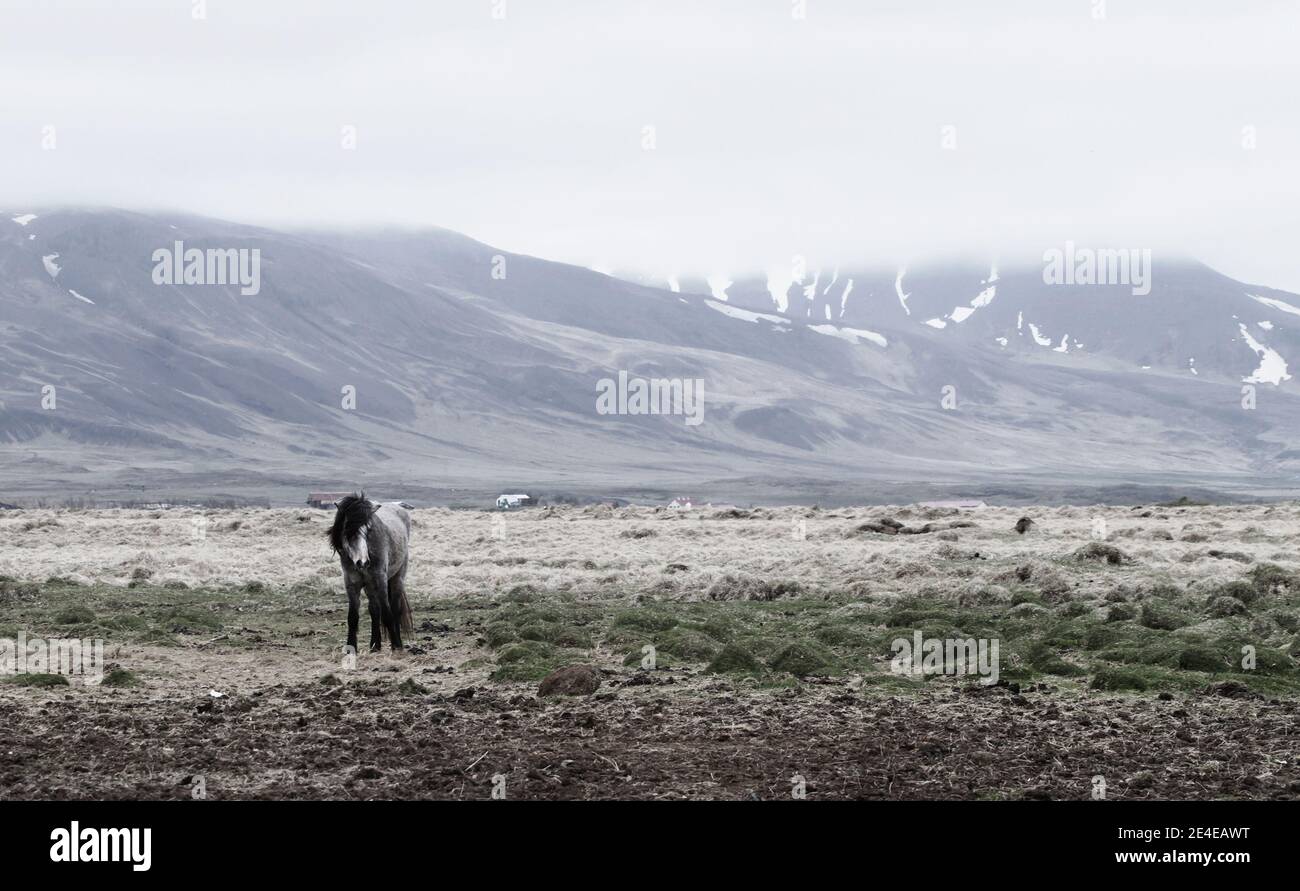 Island karge Landschaft mit einsamen isländischen Pferd und Berge in Hintergrund Stockfoto