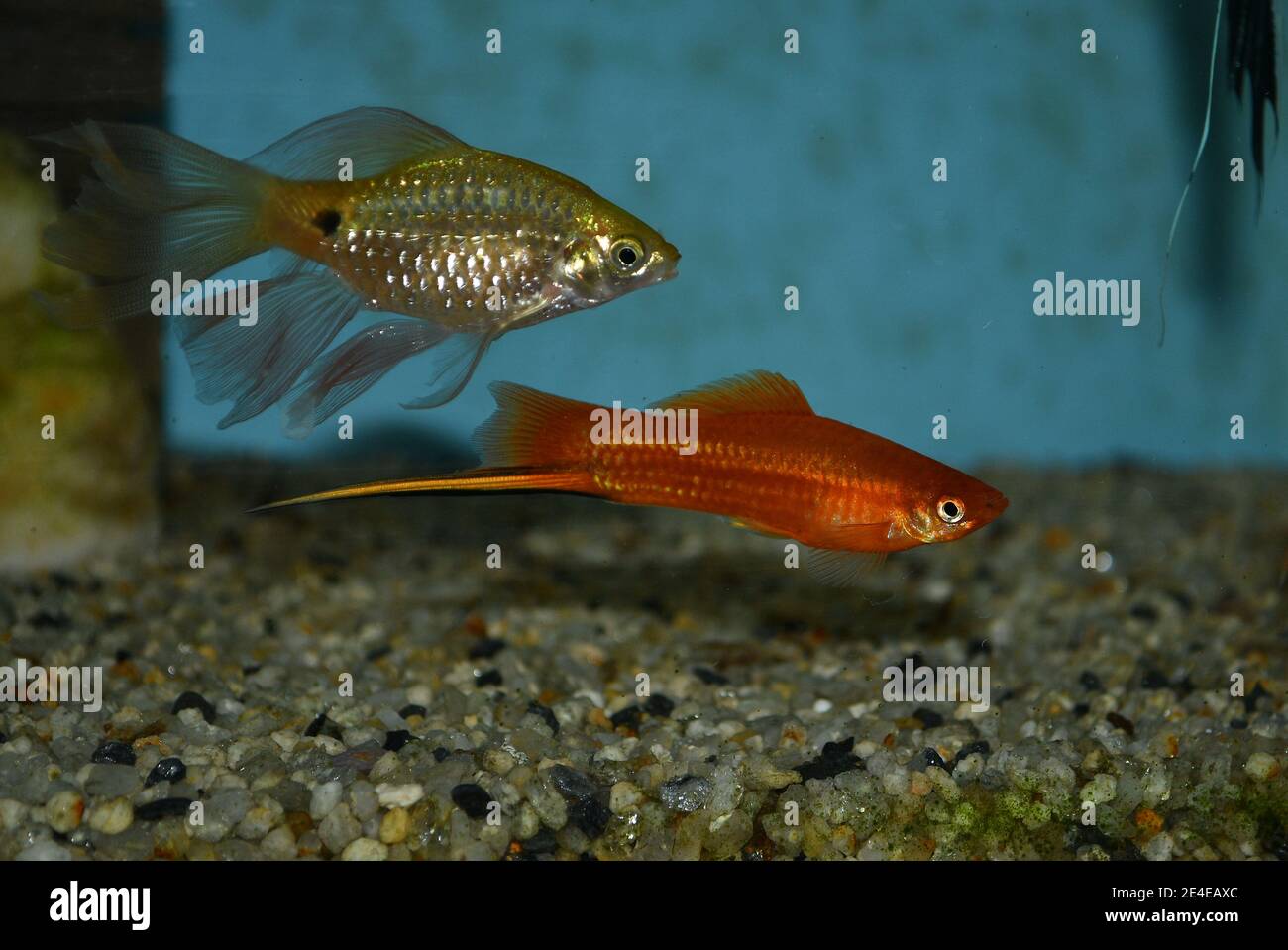 Xiphophorus hellerii (Schwertschwanz) und rosiger Barbe (Puntius conchonius) Schwimmen im tropischen Aquarium Stockfoto