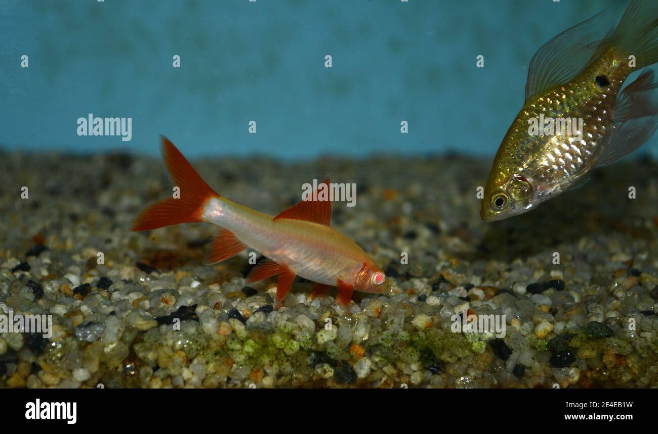 Rotschwanzhai - Albino (labeo bicolor) Schwimmen am Boden im tropischen Aquarium Stockfoto