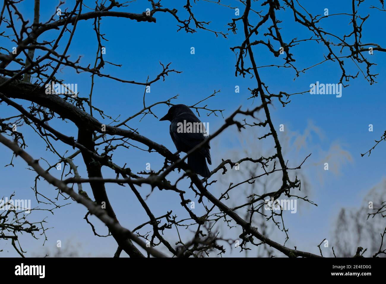 Westliche Dohle in EINEM Baum in Amsterdam Niederlande 29-11-2020 Stockfoto