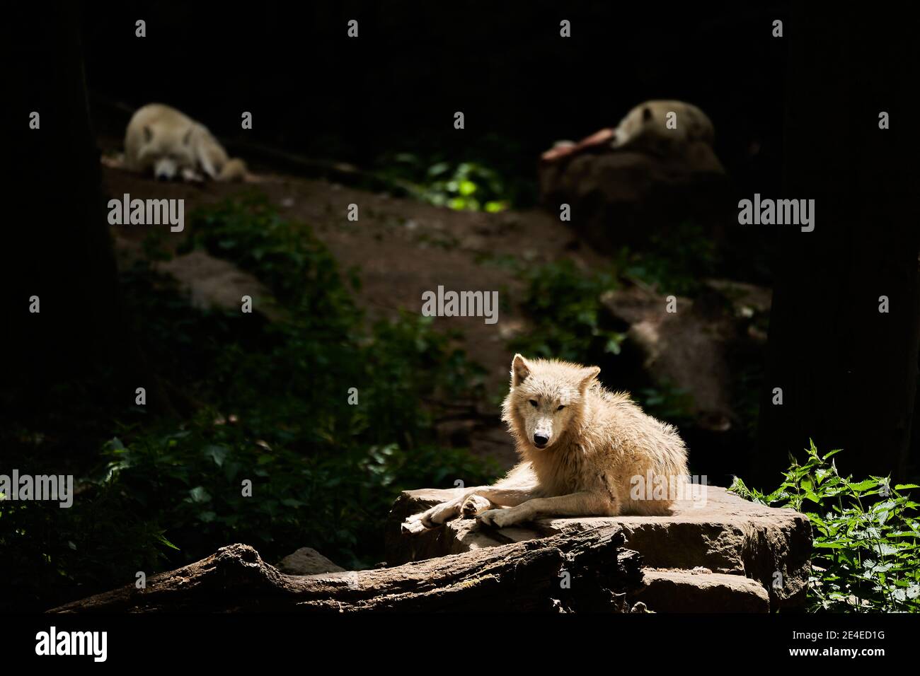 Wolfsrudel von großen und weißen Hudson Bay Wolf, lebt in der Artik und an der nordwestlichen Küste der Hudson Bay in Kanada, Nordamerika. Canis lupus hudso Stockfoto