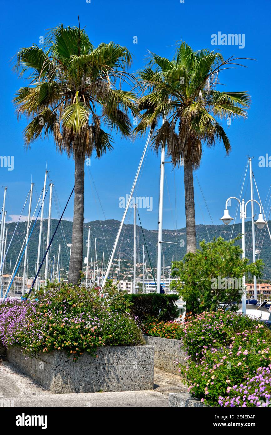 Palmen im Hafen von Cavalaire sur Mer in Frankreich an der französischen Riviera Stockfoto