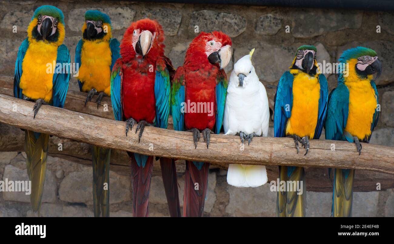 Papageien Stockfoto