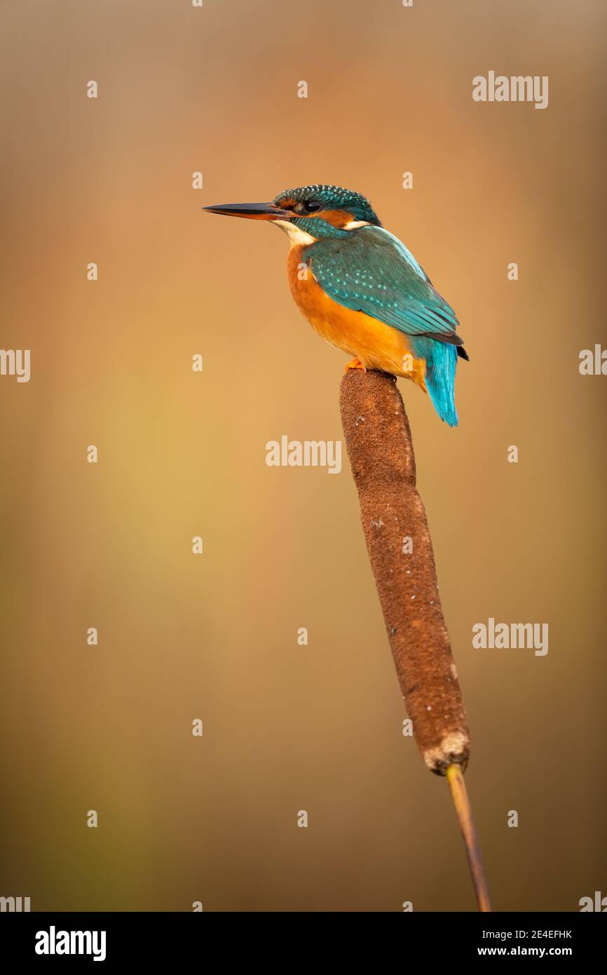 Atemberaubender Eisvogel Stockfoto