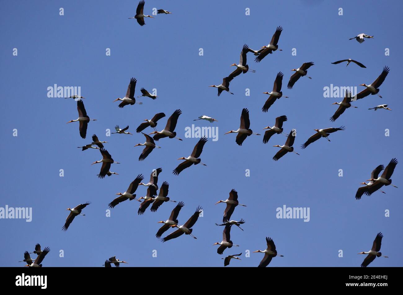 Gelbschnabelstorch, Nimmersatt, Mycteria ibis, Lake Manyara National Park, Lake-Manyara-Nationalpark Stockfoto