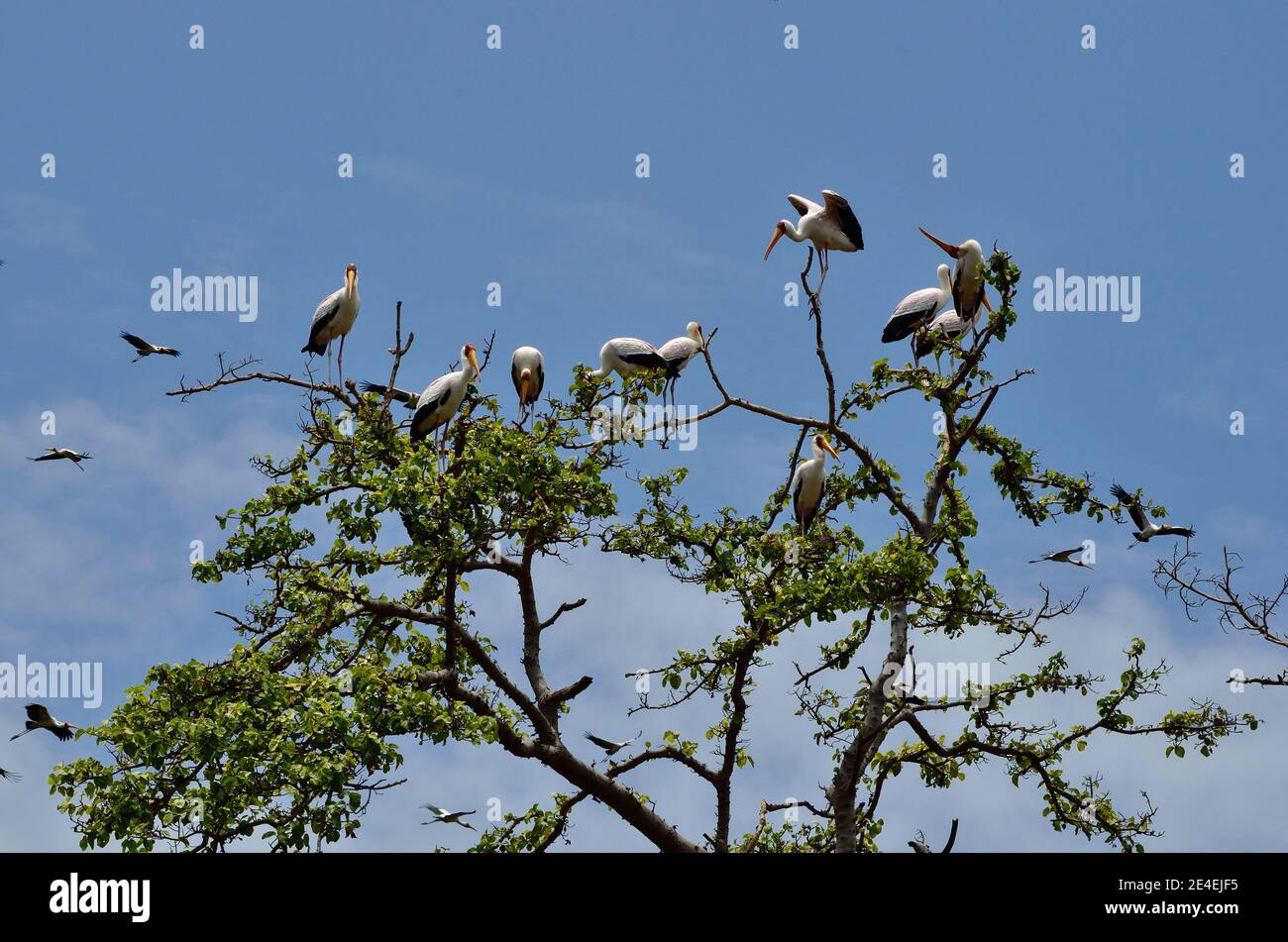 Gelbschnabelstorch, Nimmersatt, Mycteria ibis, Lake Manyara National Park, Lake-Manyara-Nationalpark Stockfoto