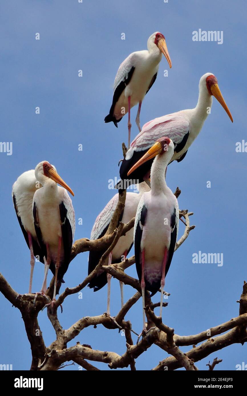 Gelbschnabelstorch, Nimmersatt, Mycteria ibis, Lake Manyara National Park, Lake-Manyara-Nationalpark Stockfoto
