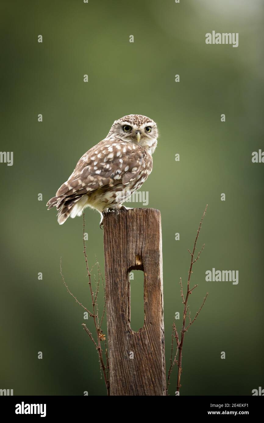 Kleine Eule Stockfoto