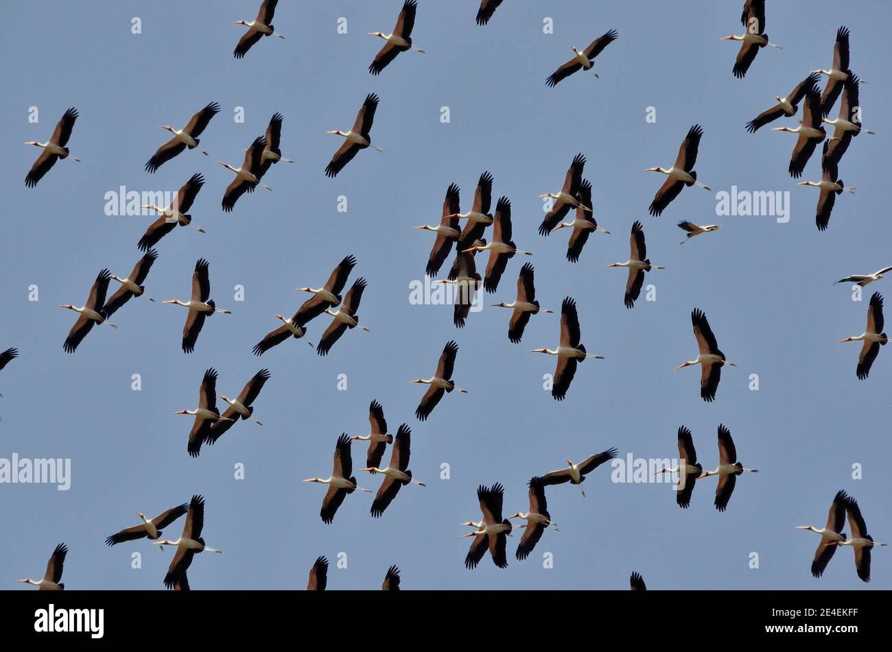 Gelbschnabelstorch, Nimmersatt, Mycteria ibis, Lake Manyara National Park, Lake-Manyara-Nationalpark Stockfoto