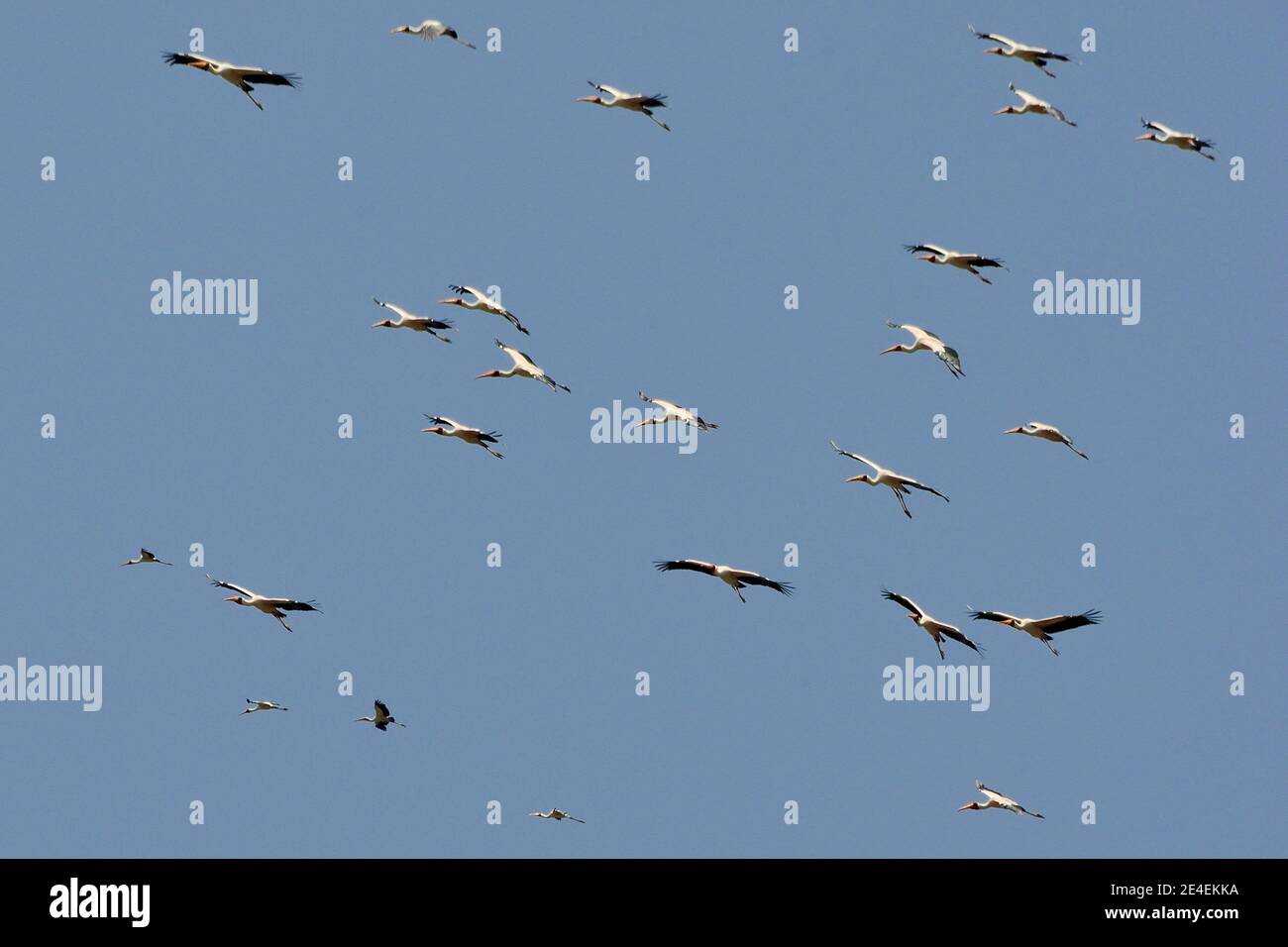 Gelbschnabelstorch, Nimmersatt, Mycteria ibis, Lake Manyara National Park, Lake-Manyara-Nationalpark Stockfoto