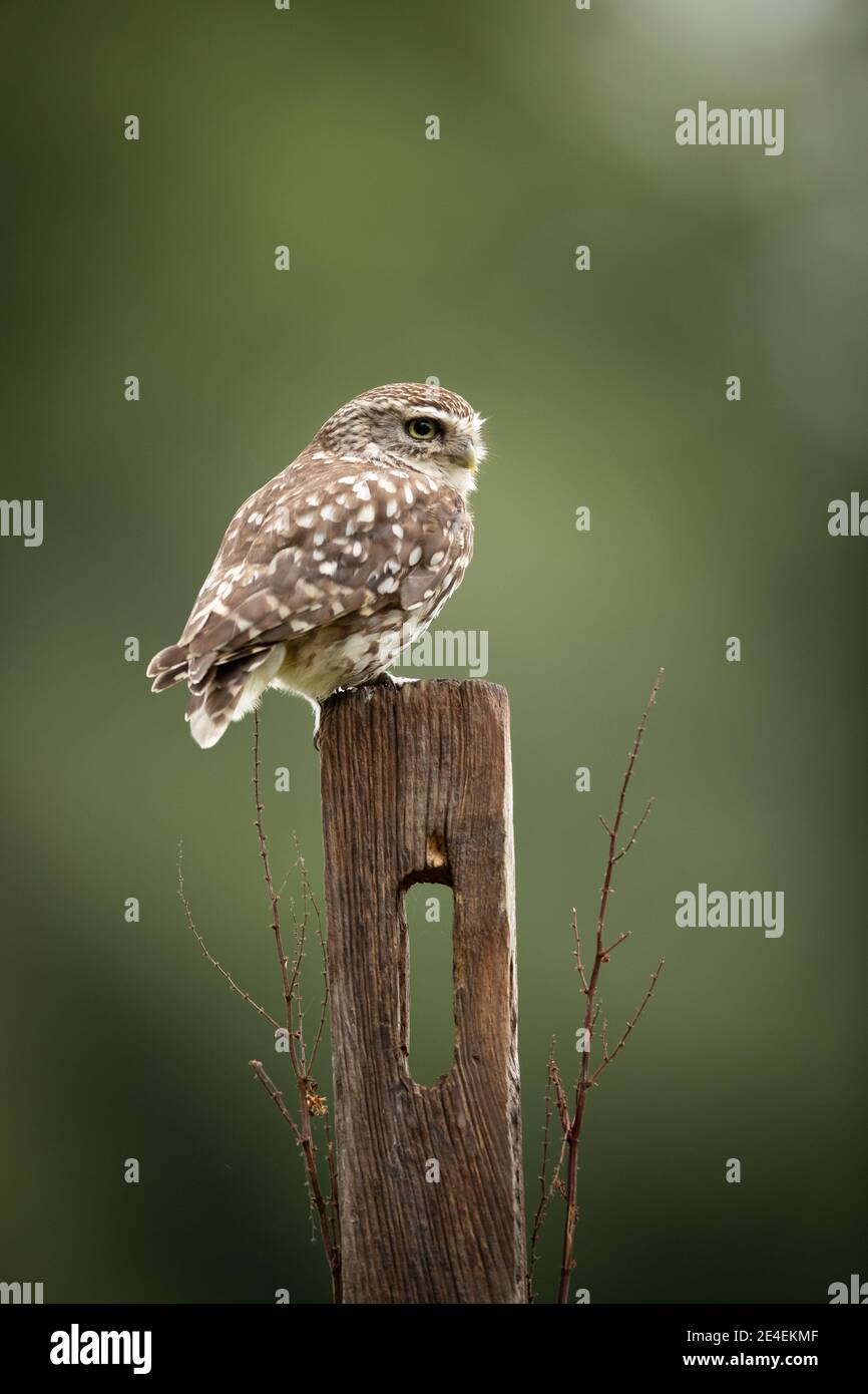 Männliche Kleine Eule Stockfoto