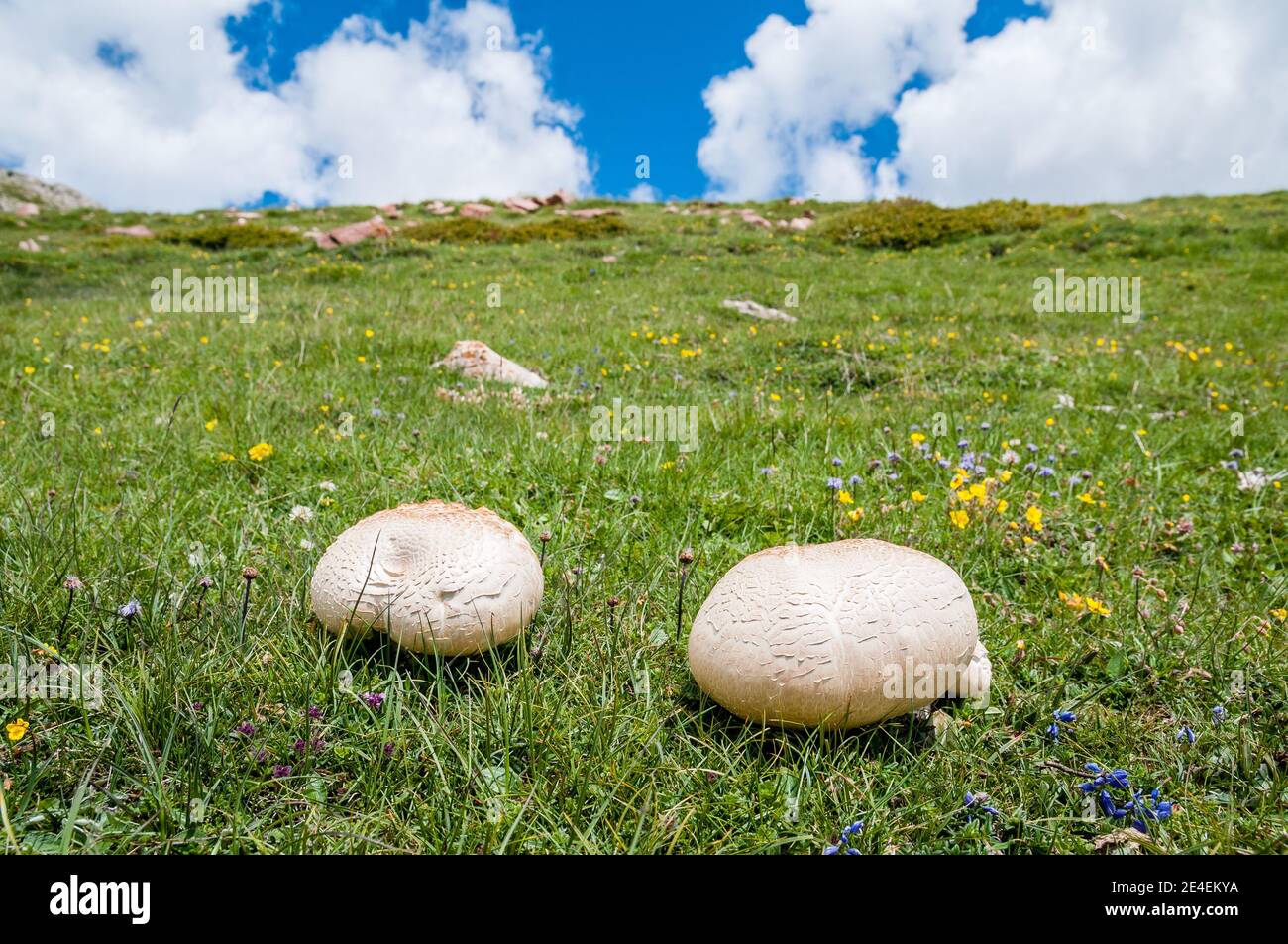 Wildpilz, Agaricus bisporus, Coll de Pal, Katalonien, Spanien Stockfoto