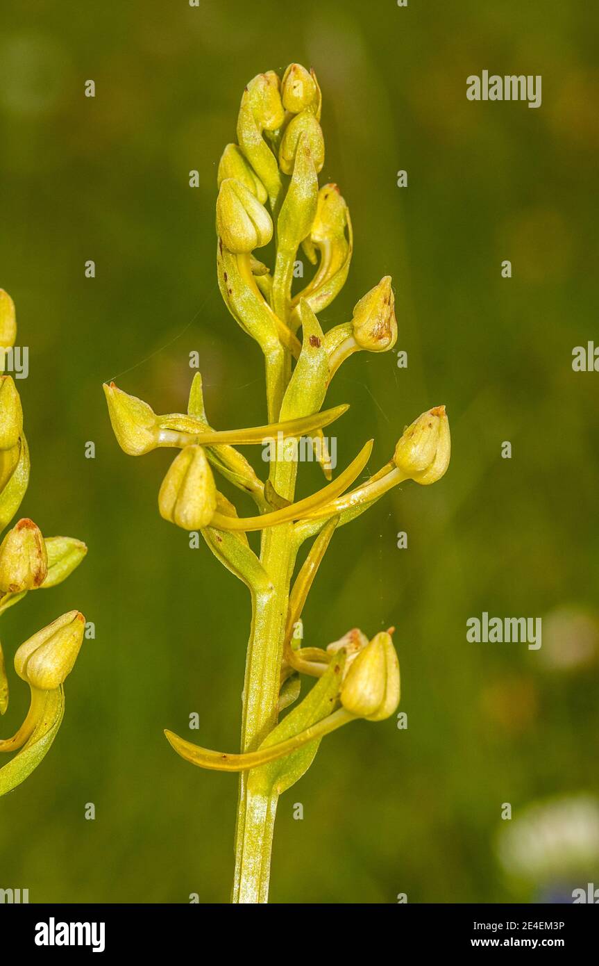 Schmetterlingsorchidee, Platanthera chlorantha, Coll de Pal, Katalonien, Spanien Stockfoto
