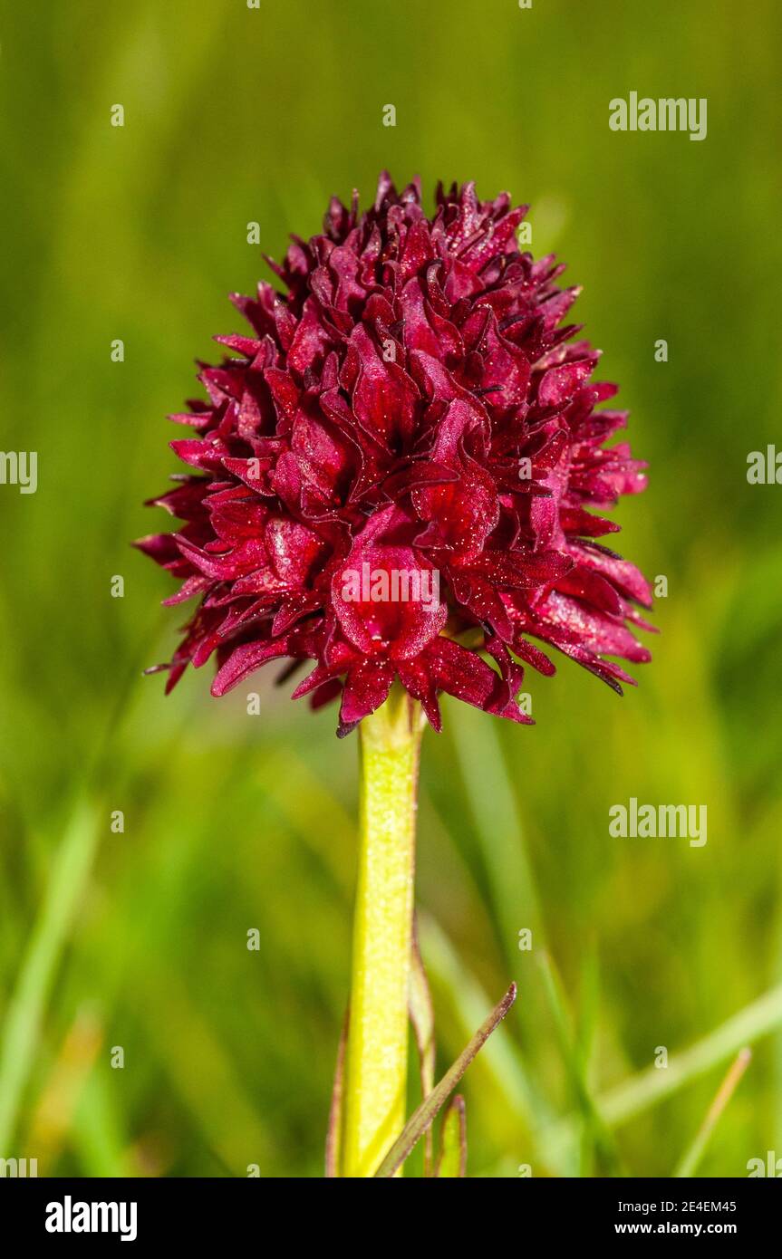 Gymnadenia, Gymnadenia gabasiana, Coll de Pal, Katalonien, Spanien Stockfoto