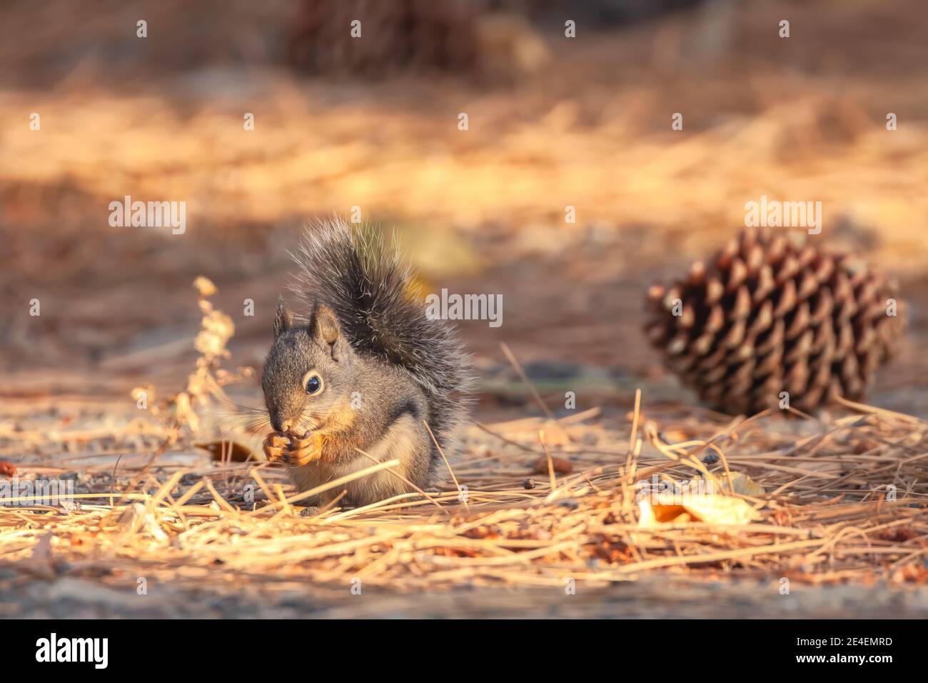 Douglas' Squirrel Tamiasciurus douglasii Futter für Pinienkerne auf Waldboden, Eastern Sierra Nevada Mountains, California, USA. Stockfoto