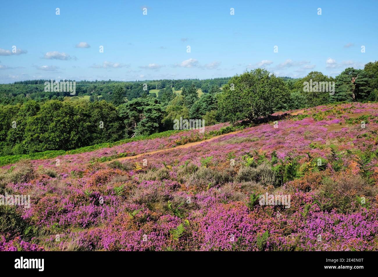Flachland Heidekraut in Blüte auf Puttenham Common, Surrey, Großbritannien Stockfoto