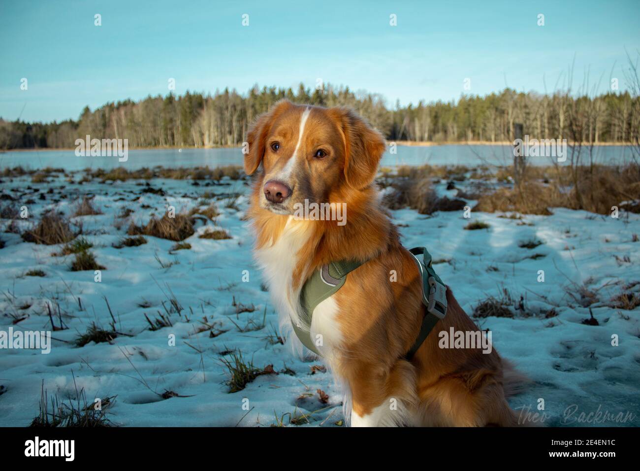 Nova scotia Ente Mauling Retriever Stockfoto