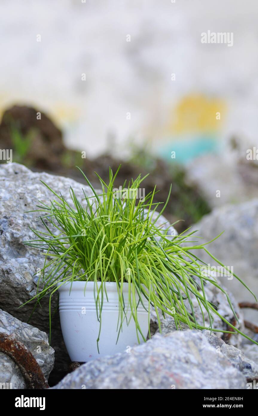 Topf mit Schnittlauch zwischen Steinen (Allium schoenoprasum) Stockfoto