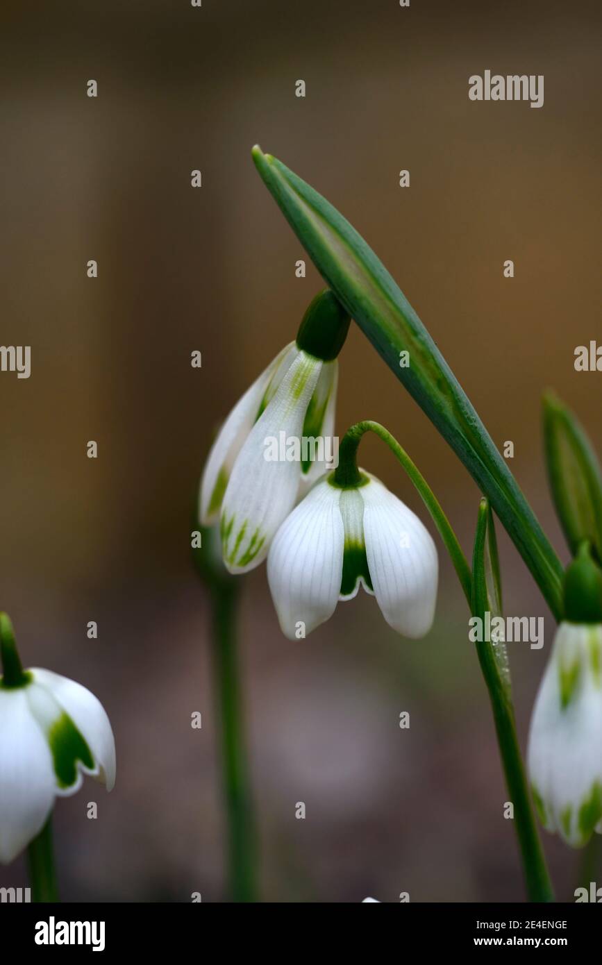 Galanthus Courteenhall, virescent Schneeglöckchen, virescents,, galanthus titania, doppelte Schneeglöckchen, doppelte Schneeglöckchen, früh blühender Schneeglöckchen, früh blühender Schnee Stockfoto
