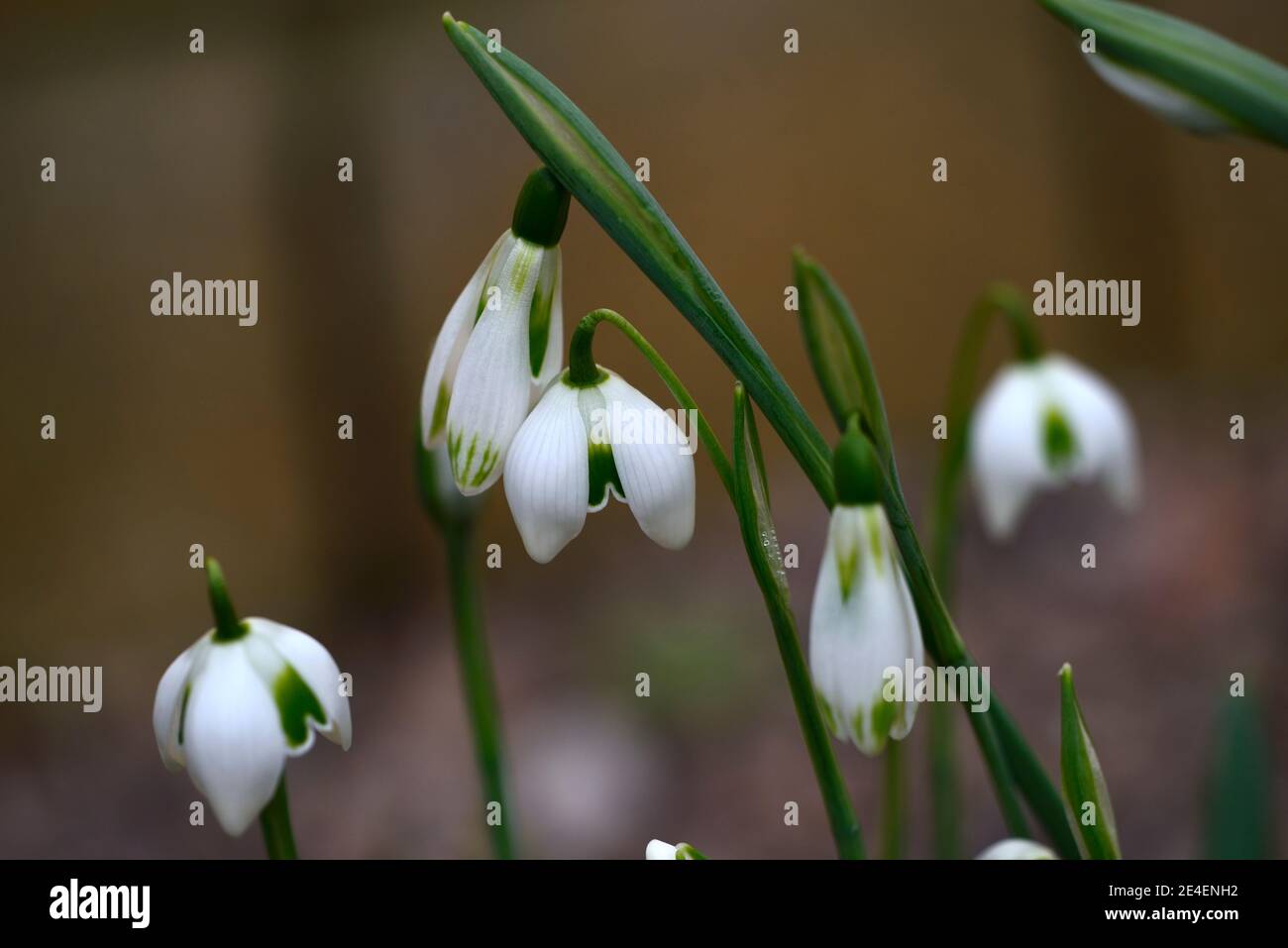 Galanthus Courteenhall, virescent Schneeglöckchen, virescents,, galanthus titania, doppelte Schneeglöckchen, doppelte Schneeglöckchen, früh blühender Schneeglöckchen, früh blühender Schnee Stockfoto