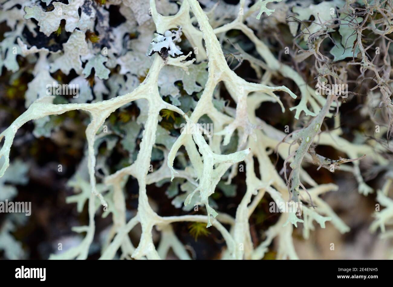 Pseudevernia furfuracea Flechten, auch bekannt als Baummoos, alias Old man's Beard, Bartflechte oder Baummoos. Verwendung in Parfüm. Stockfoto
