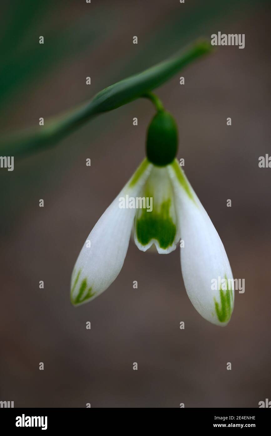 Galanthus Courteenhall, virescent Schneeglöckchen, virescents, früh blühende Schneeglöckchen, früh blühende Schneeglöckchen, weiße Blumen, Blume, Birnen, Schneeglöckchen, Frühlingsfl Stockfoto