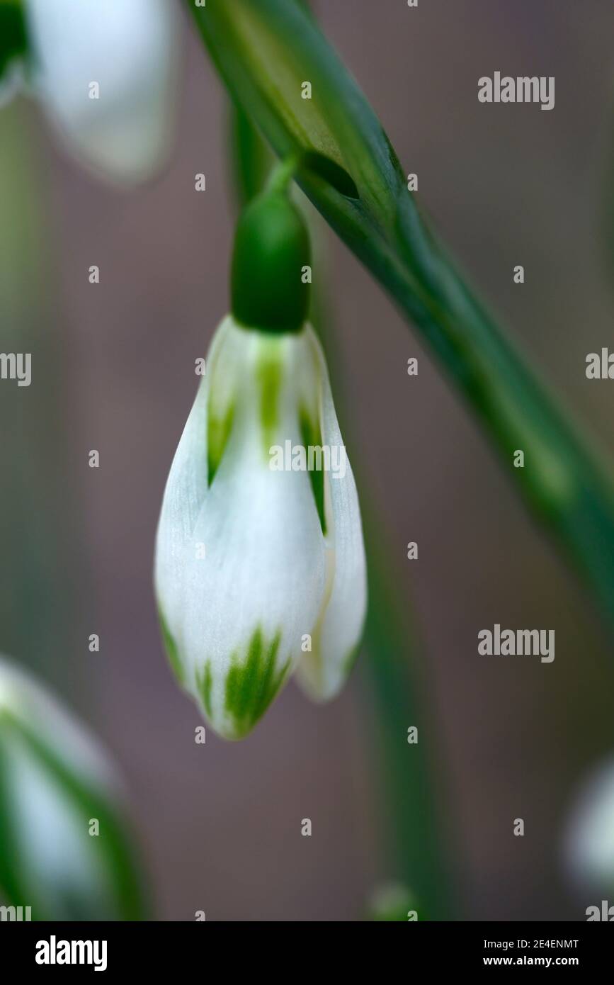 Galanthus Courteenhall, virescent Schneeglöckchen, virescents, früh blühende Schneeglöckchen, früh blühende Schneeglöckchen, weiße Blumen, Blume, Birnen, Schneeglöckchen, Frühlingsfl Stockfoto