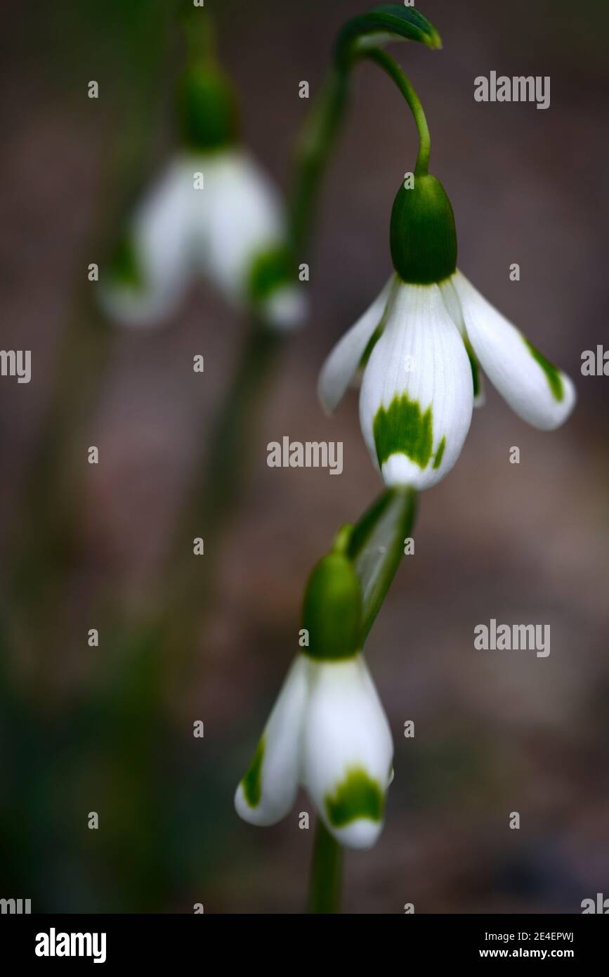Galanthus Trymming, virescent Schneeglöckchen, virescents, früh blühende Schneeglöckchen, früh blühende Schneeglöckchen, weiße Blumen, Blume, Birnen, Schneeglöckchen, Frühlingsblume Stockfoto