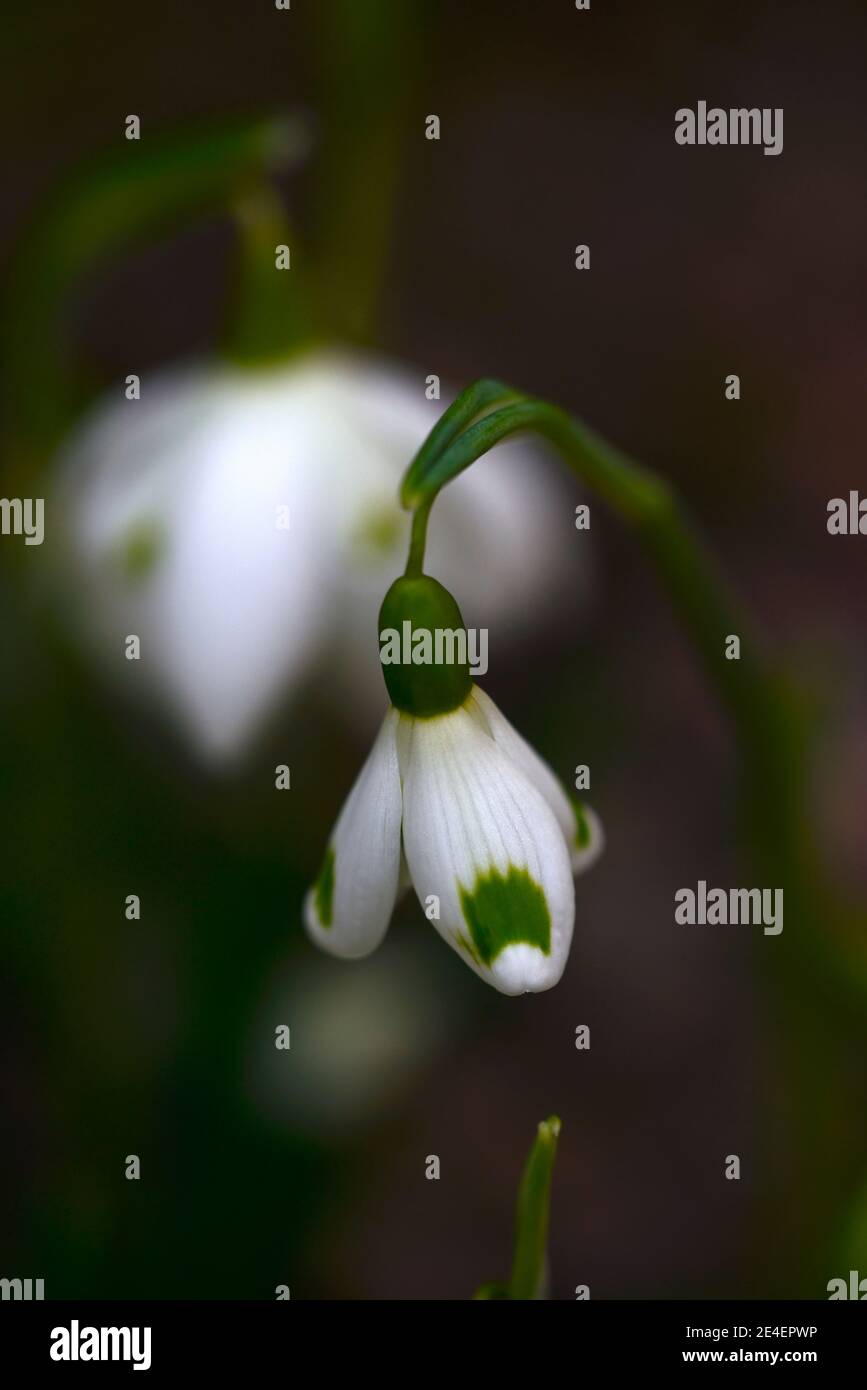 Galanthus Trymming, virescent Schneeglöckchen, virescents, galanthus la moriniere im Hintergrund, früh blühende Schneeglöckchen, frühe Blüte Schneeglöckchen, weiße Blumen Stockfoto