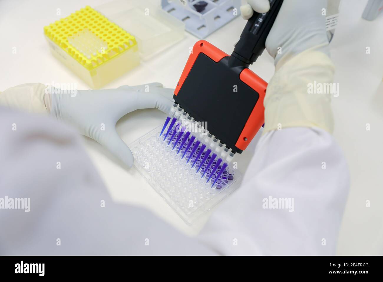 Hände von Wissenschaftlern, die mit Mehrkanalpipetten und Multi-Well-Platten arbeiten. Labortests. Stockfoto