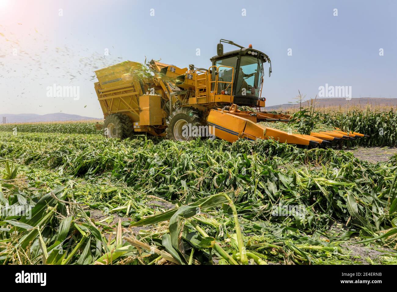Ernte der Landwirtschaft Feld. Maispflücker erntet ein süßes Kornfeld. Stockfoto