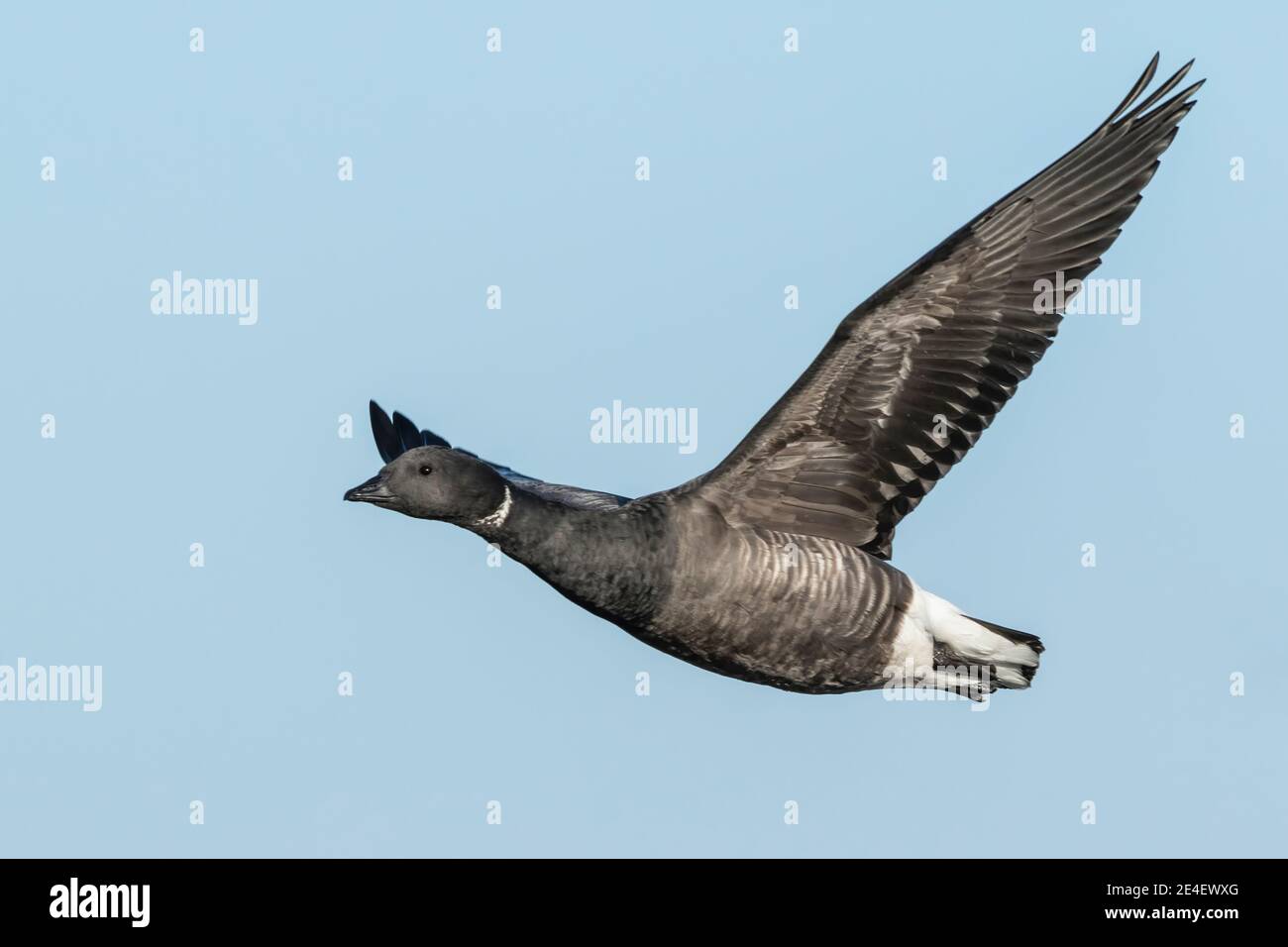 brent Gans oder brent Gans (Branta bernicla) Schnauzenvogel im Flug, Norfolk, Vereinigtes Königreich Stockfoto