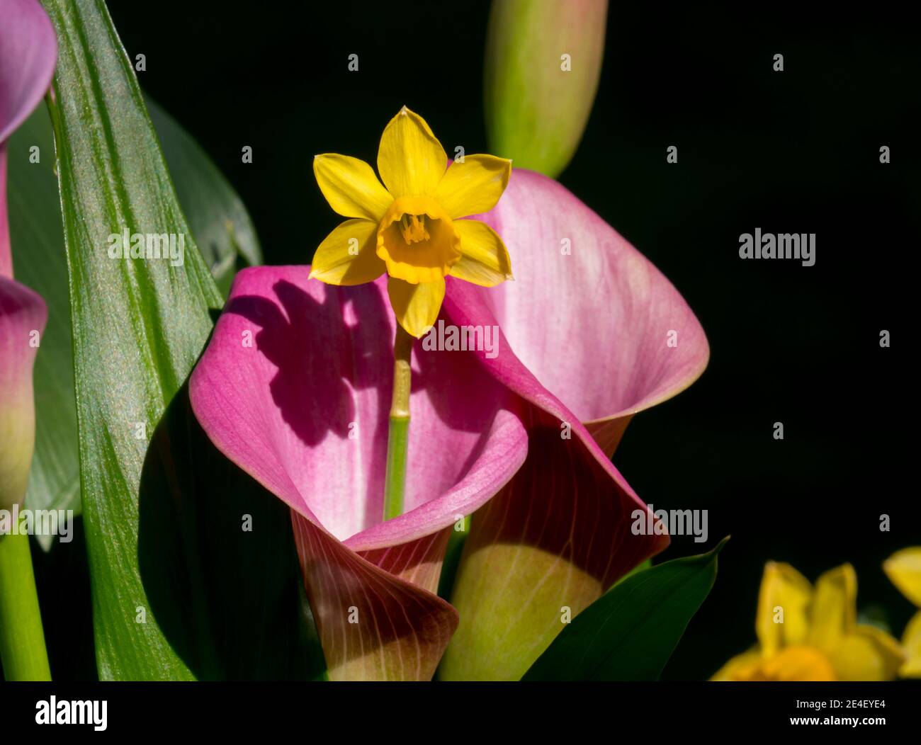 Calla Lilie rosa gelbe Frühlingsblume Stockfoto
