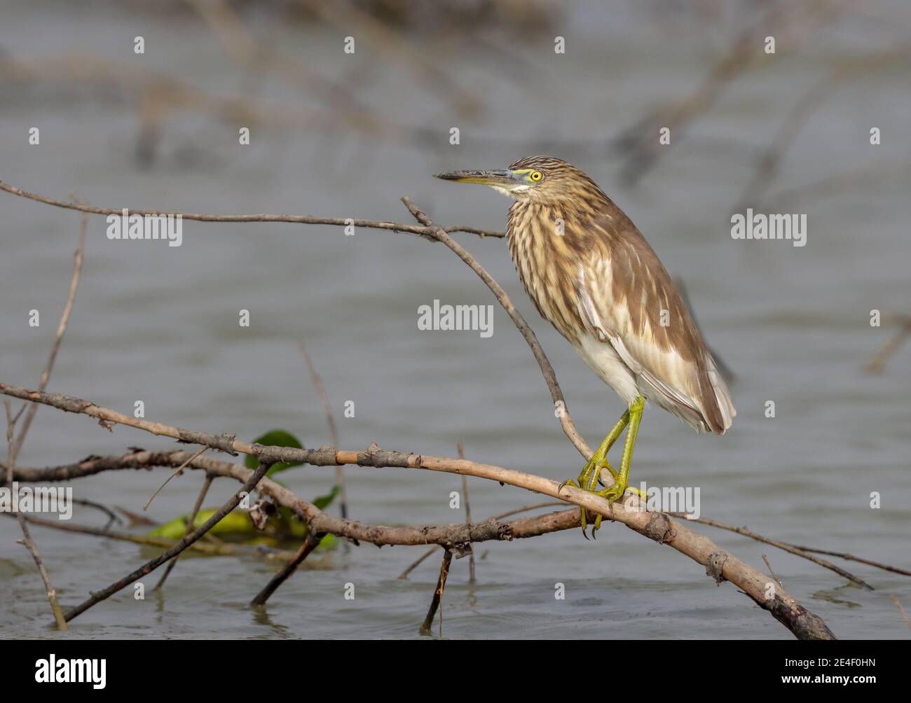 Indischer Teich Reiher Barching auf EINEM Zweig Stockfoto