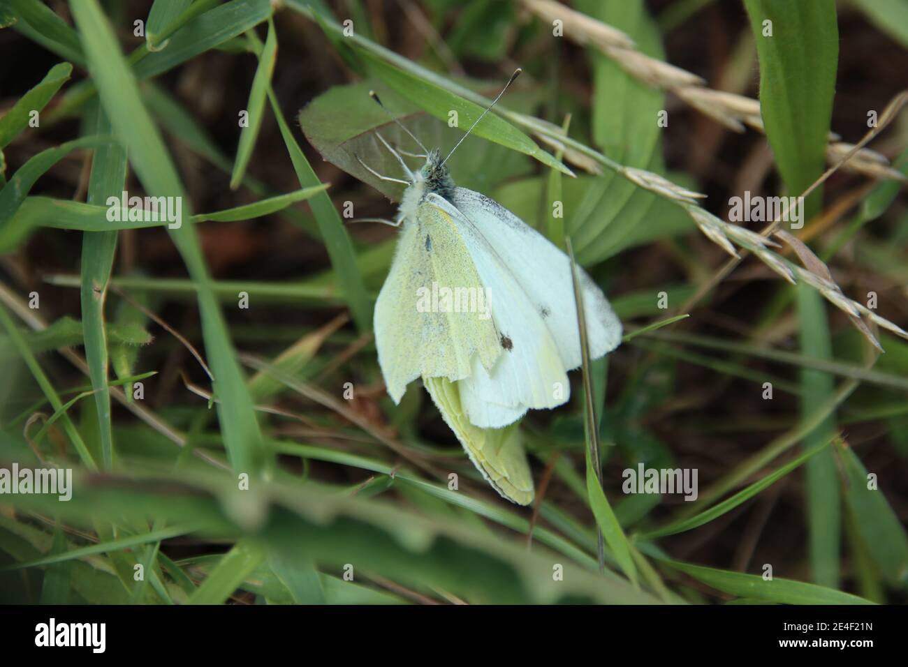 Kleine weiße Schmetterlinge Paarung Stockfoto