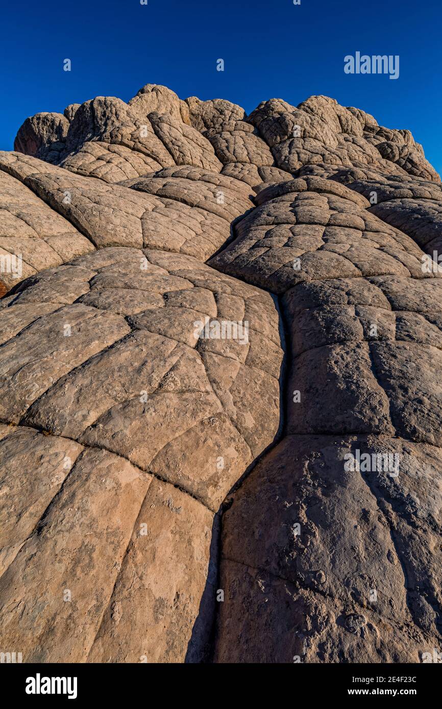 Navajo-Sandstein in Blumenkohl-Form, geknackt in Polygone, im White Pocket, Vermilion Cliffs National Monument, Arizona, USA Stockfoto