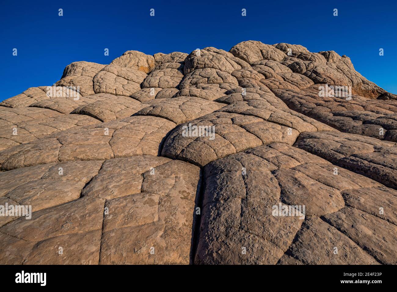 Navajo-Sandstein in Blumenkohl-Form, geknackt in Polygone, im White Pocket, Vermilion Cliffs National Monument, Arizona, USA Stockfoto