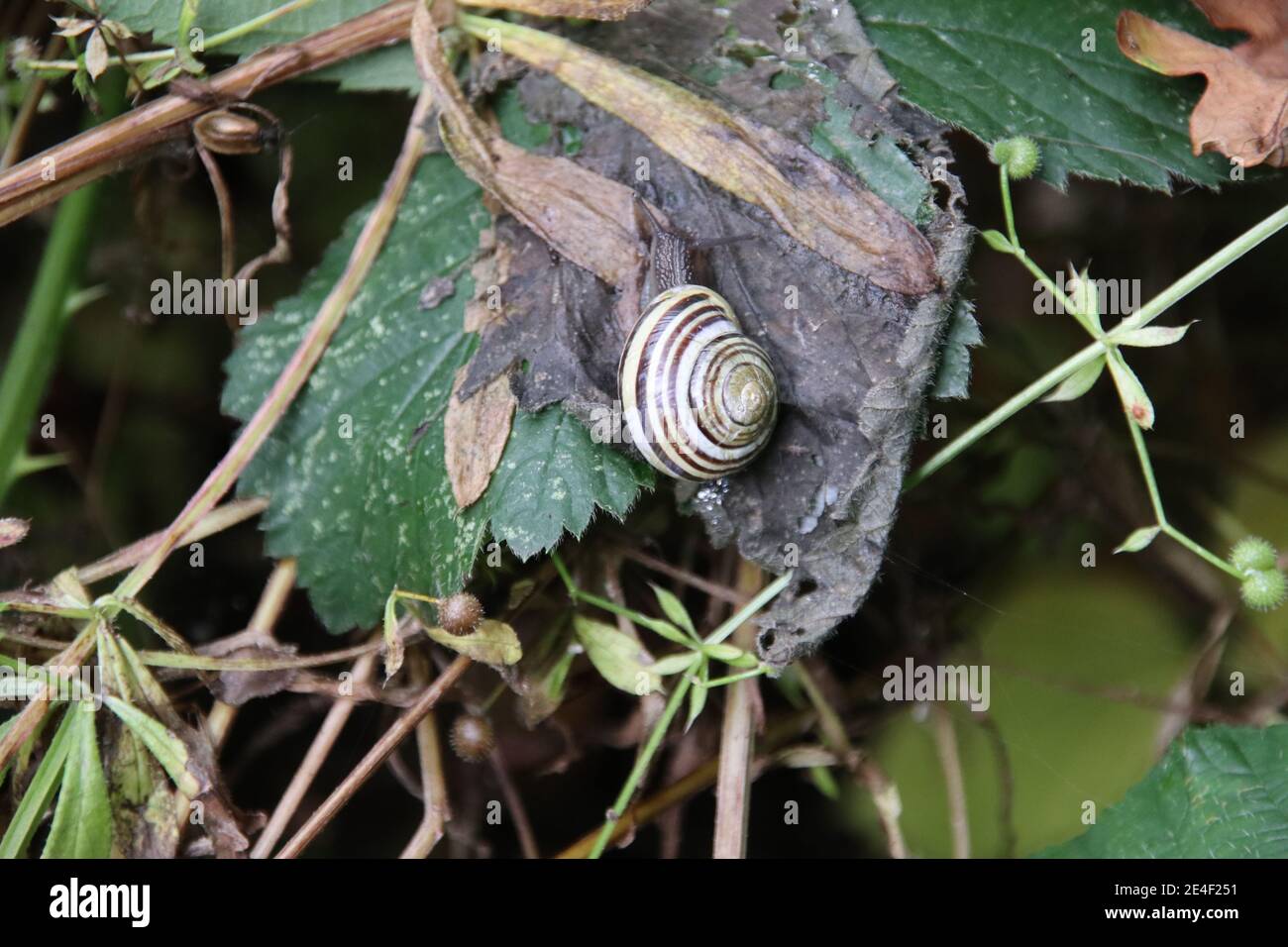 Weiße Schnecke (Cepaea hortensis) Stockfoto