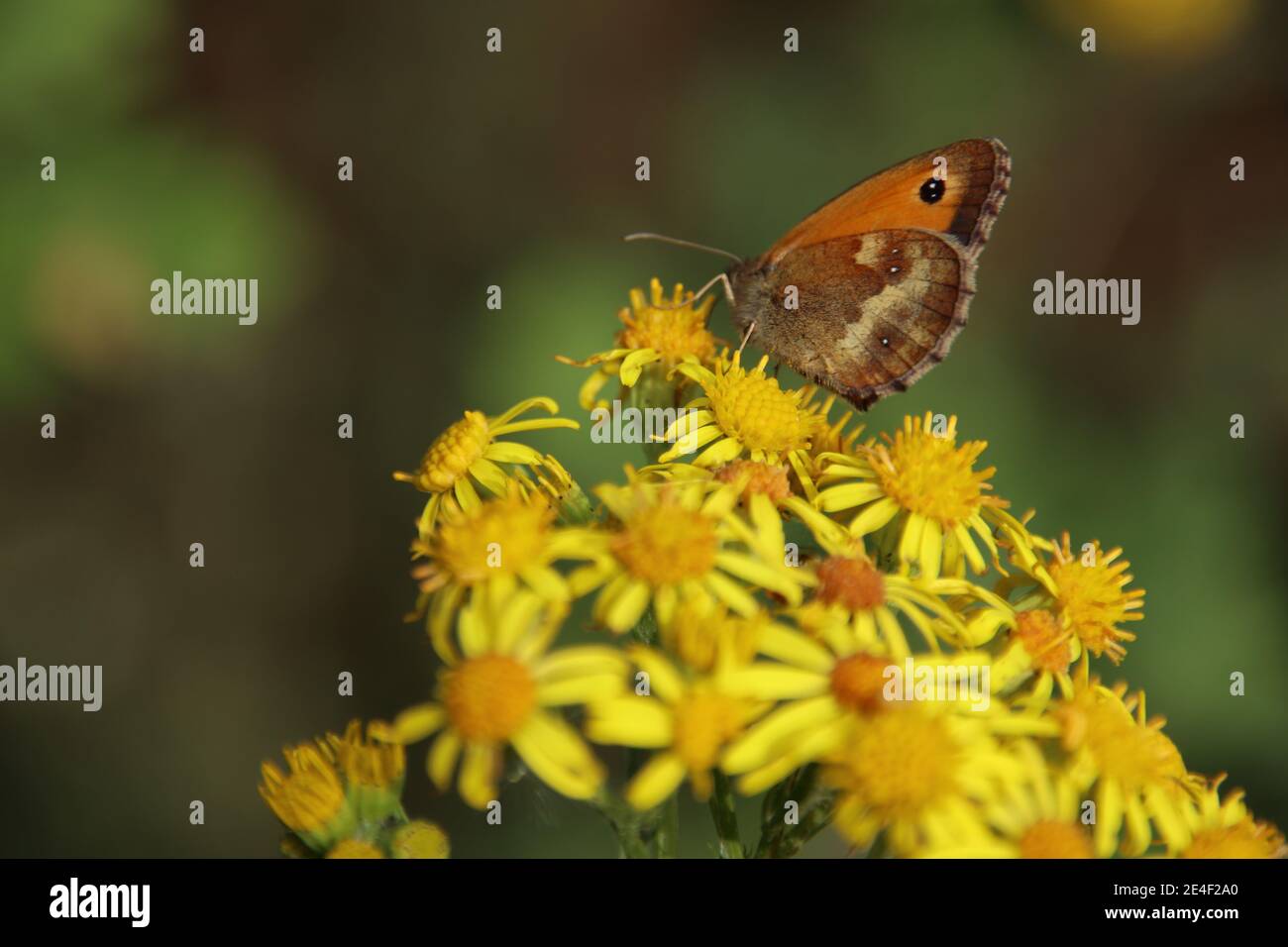 Gatekeeper Schmetterling (Pyronia Tithonus) Stockfoto